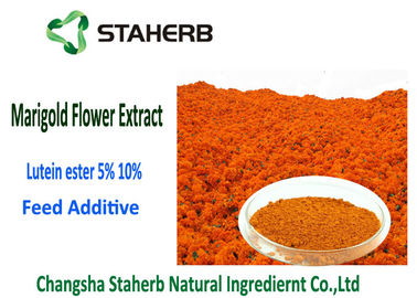 Κίνα Marigold εστέρα 5% λουτεΐνης πορτοκαλί χρώμα σκονών εκχυλισμάτων λουλουδιών 2 έτη ζωής του προϊόντος στο ράφι προμηθευτής