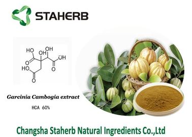 Κίνα Υδροξύ κιτρικό οξύ/βάρος που χάνει Cambogia Garcinia το απόσπασμα HCA προμηθευτής