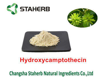 Κίνα Καθαρά φυσικά εκχυλίσματα Hydroxycamptothecin 98% φυτού Acuminatae Camptothecae προμηθευτής
