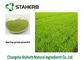 Πράσινος ψεκασμός χρώματος Gine σκονών χυμού χλόης κριθαριού χορταριών - ξηρά εξαγωγή προμηθευτής