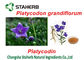 Εκχυλίσματα πράσινων φυτών Grandiflorum Platycodon, που εξάγουν τις χημικές ουσίες από τις εγκαταστάσεις προμηθευτής