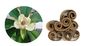 αντιμικροβιακό honokiol αποσπασμάτων φλοιών magnolia εκχυλισμάτων φυτών για τα υγιή συμπληρώματα προμηθευτής