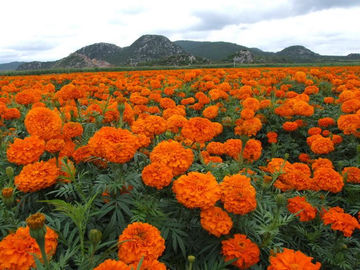 Κίνα Marigold γιρλαντών/μεταξιού πρόσθετων ουσιών τροφών λουτεΐνης 5% φυτογενής σκόνη εκχυλισμάτων λουλουδιών προμηθευτής