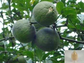 Κίνα Διαλυτική εξαγωγή HPLC Synephrine 6-98% εκχυλισμάτων φρούτων πικρών πορτοκαλιών της Σεβίλης προμηθευτής