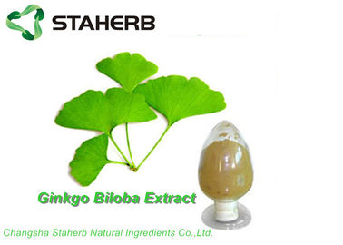 Κίνα Αντιοξειδωτική οργανική Flavone 6% αποσπασμάτων GBE 24% φύλλων Ginkgo Biloba λακτόνη από το HPLC προμηθευτής
