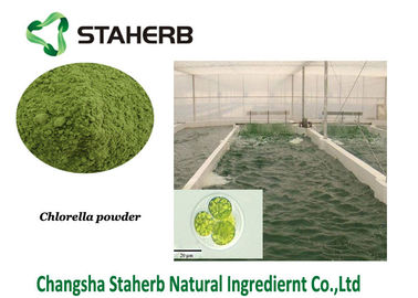 Κίνα Chlorella πρωτεϊνική φυτική αποσπασμάτων σκόνη αλγών σκονών πράσινη προμηθευτής
