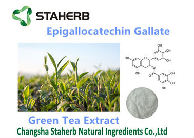 Κίνα Οργανικό/ισχυρό Gallate 50-98% Epigallocatechin αντιοξειδωτικών συμπληρωμάτων προμηθευτής