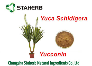 Κίνα Φυσική σκόνη Yocoin Yucca πρόσθετων ουσιών τροφών αποσπασμάτων Schidigera Yucca προμηθευτής