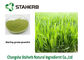 Πράσινος ψεκασμός χρώματος Gine σκονών χυμού χλόης κριθαριού χορταριών - ξηρά εξαγωγή προμηθευτής
