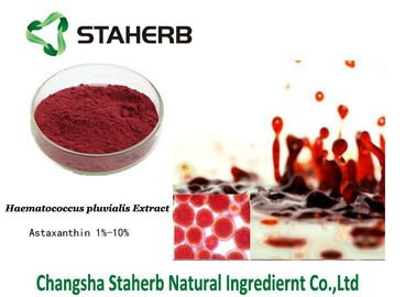 Astaxanthin 472-61-7 συγκεντρωμένο απόσπασμα pluvialis Haematococcus εκχυλισμάτων φυτού προμηθευτής