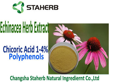 Φυσικό οξύ Chicoric αποσπασμάτων Echinacea Purpurea, Polyphenol, απόσπασμα Echinacea προμηθευτής