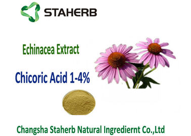 Φυσικό οξύ Chicoric αποσπασμάτων Echinacea Purpurea, Polyphenol, απόσπασμα Echinacea προμηθευτής