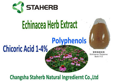 Φυσικό οξύ Chicoric αποσπασμάτων Echinacea Purpurea, Polyphenol, απόσπασμα Echinacea προμηθευτής