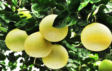 Pomelo άσπρη λεπτή σκόνη εκχυλισμάτων φυτού φλούδας Naringenin του αποσπάσματος προμηθευτής