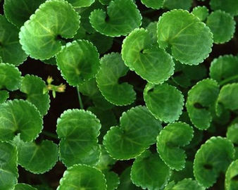 Asiatica απόσπασμα Centella/καθαρή φυσική σκόνη Asiaticosides εκχυλισμάτων φυτού προμηθευτής