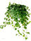 Αντιβακτηριακή σκόνη CAS no.84082-54-2 Hederacoside γ εκχυλισμάτων φυτού εκχυλισμάτων κισσών προμηθευτής
