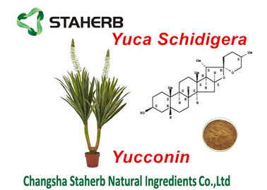 Φυσική σκόνη Yocoin Yucca πρόσθετων ουσιών τροφών αποσπασμάτων Schidigera Yucca προμηθευτής