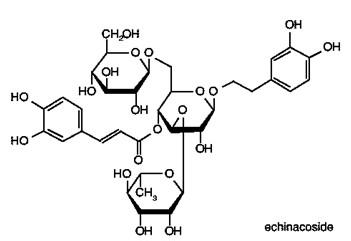 100% φυσικό απόσπασμα purpurea echinacea ιατρικής χορταριών/cichoric όξινο 2%